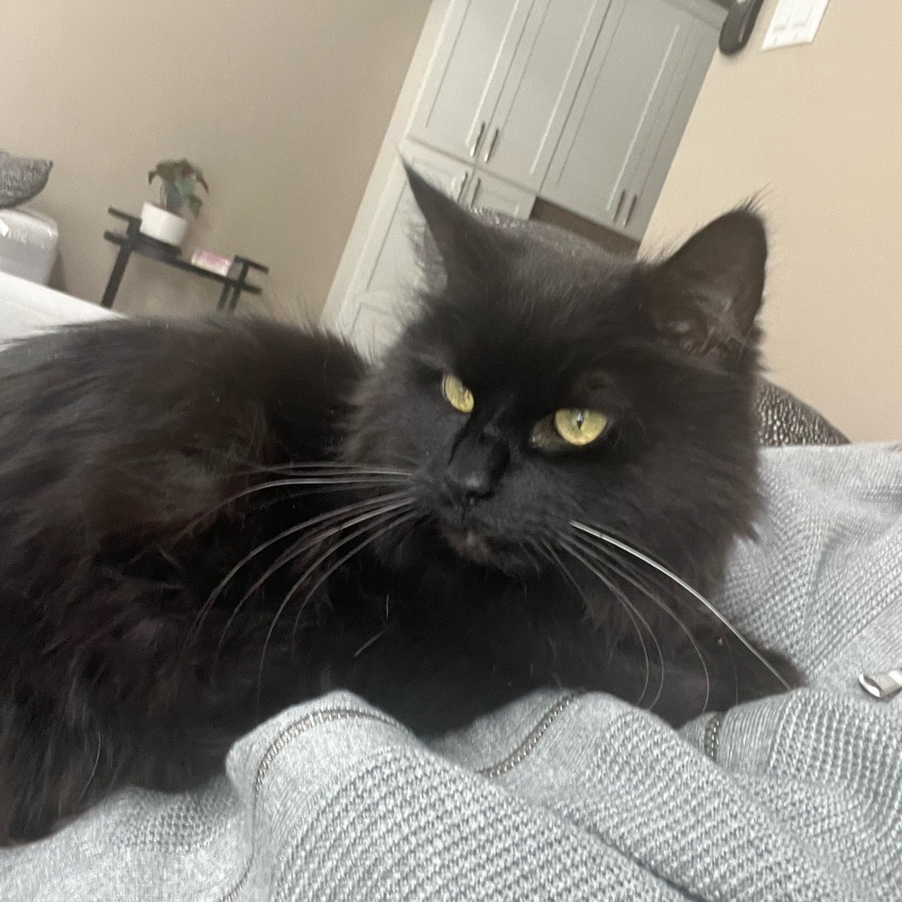 Meet your Posher, Mindy